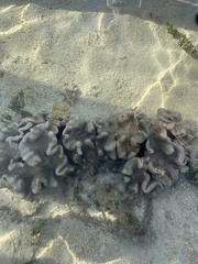 Lobophytum sarcophytoides