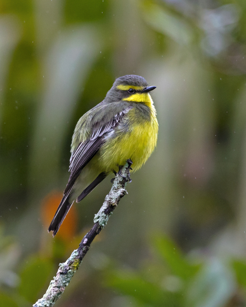 Yellow-Browed Tyrant