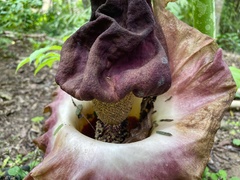 Amorphophallus paeoniifolius