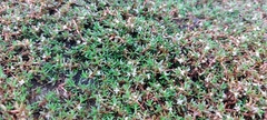 Crassula helmsii