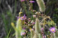 Serinus canicollis