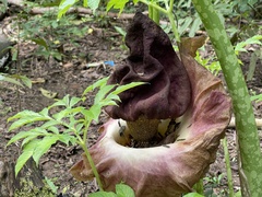 Amorphophallus paeoniifolius