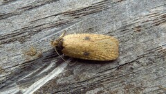 Agonopterix subpropinquella
