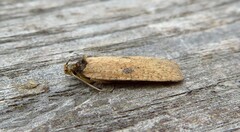 Agonopterix subpropinquella