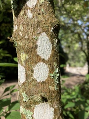 Iochroma gesnerioides