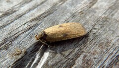 Agonopterix subpropinquella