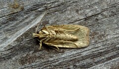 Agonopterix subpropinquella