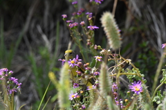 Serinus canicollis