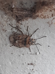Holcogaster fibulata