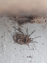 Holcogaster fibulata