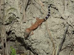 Cyrtodactylus zebraicus