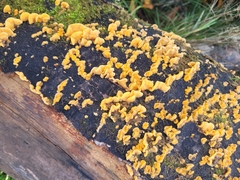 Dacrymyces chrysospermus