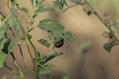 Calligrapha serpentina