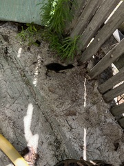 Gallirallus philippensis