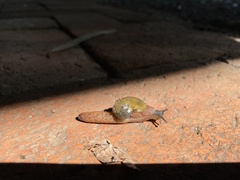 Helicarionidae
