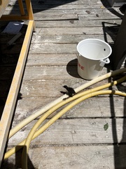 Gallirallus philippensis