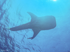 Rhincodon typus
