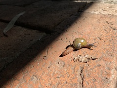 Helicarionidae