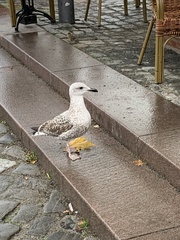 Larus argentatus