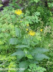 Doronicum austriacum