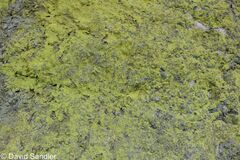 Flavoplaca