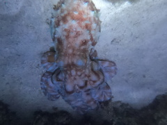 Callistoctopus