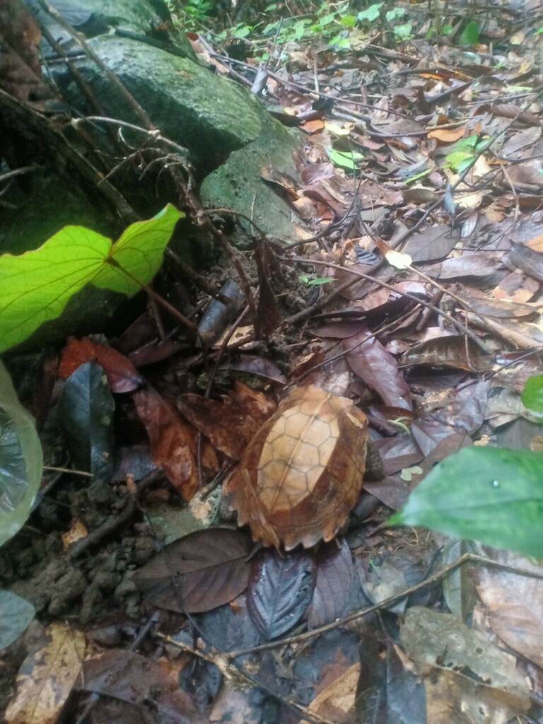 Jagged-shelled Turtle in August 2022 by Luan Mai Sy. Picture taken by ...