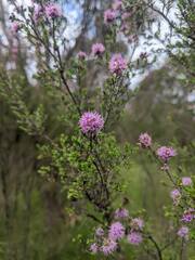 Kunzea capitata