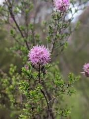 Kunzea capitata