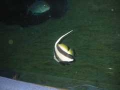 Heniochus