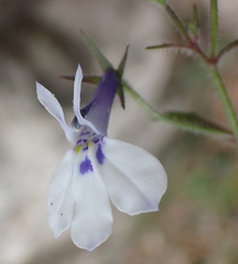 Lobelia cuneifolia