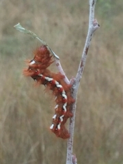 Lepidoptera
