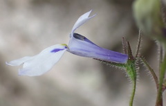 Lobelia cuneifolia