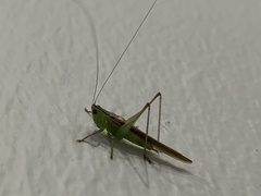 Conocephalus melaenus