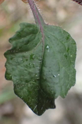 Image of Lobelia cuneifolia by (c) Nicola van Berkel, some rights reserved (CC BY-SA)