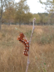 Lepidoptera
