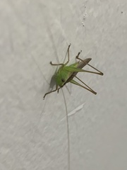 Conocephalus melaenus