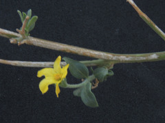 Menodora scabra