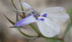 Lobelia cuneifolia