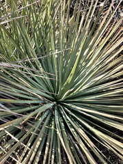 Hesperoyucca
