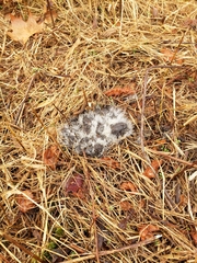 Mucoromycota