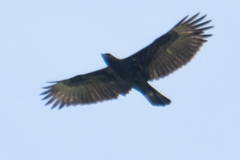 Nisaetus cirrhatus limnaeetus