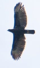 Nisaetus cirrhatus limnaeetus