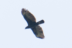 Nisaetus cirrhatus limnaeetus