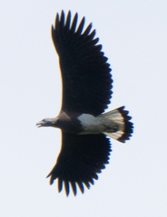 Haliaeetus ichthyaetus