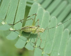 Phaneropterinae