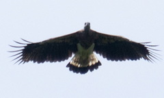 Haliaeetus ichthyaetus