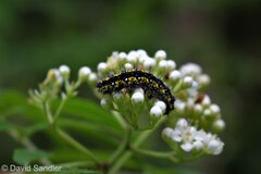 Callimorpha dominula