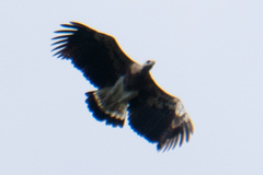 Haliaeetus ichthyaetus