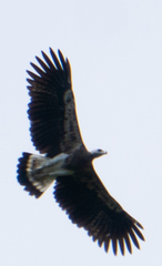 Haliaeetus ichthyaetus